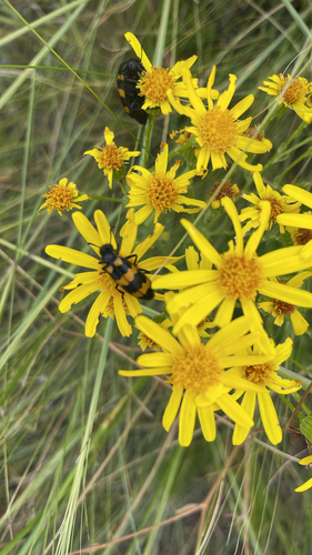Mylabris variabilis