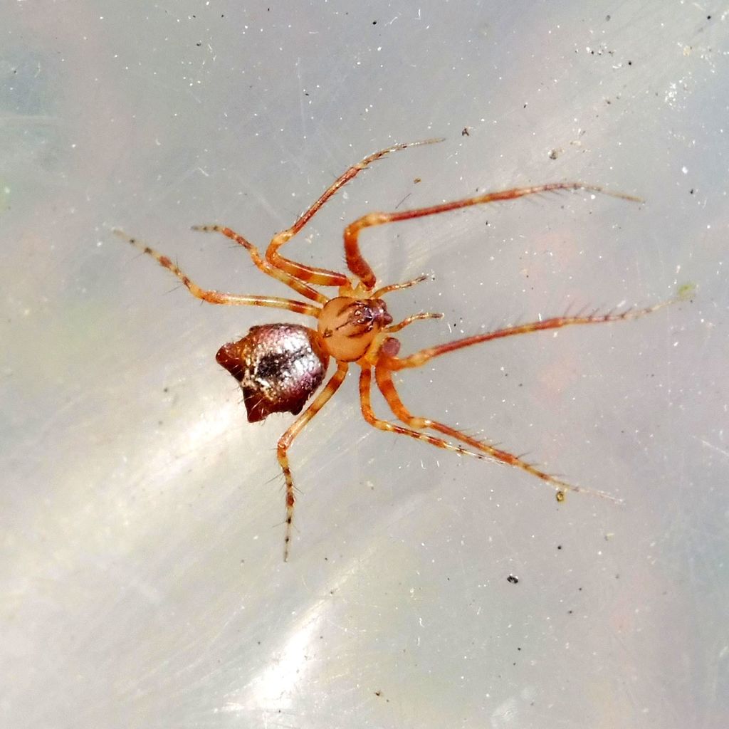Ero tuberculata