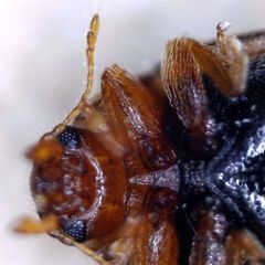 Rhyzobius litura
