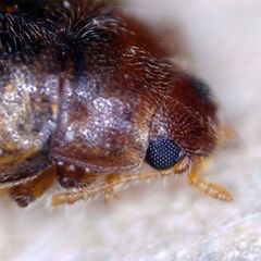 Rhyzobius litura