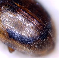 Rhyzobius litura