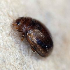 Rhyzobius litura