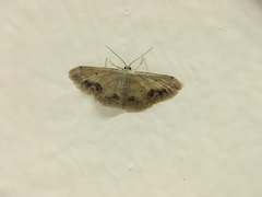Idaea chotaria