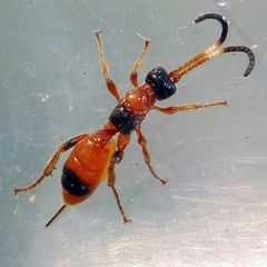 Aptesis nigrocincta