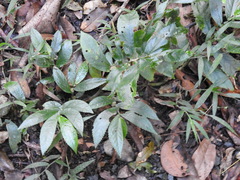 Elatostema reticulatum