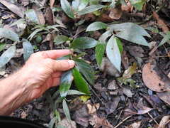 Elatostema reticulatum