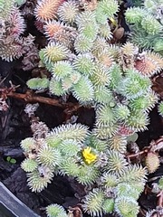 Delosperma echinatum