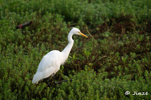 iNaturalist image