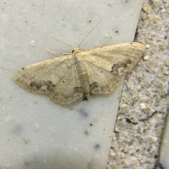 Idaea chotaria