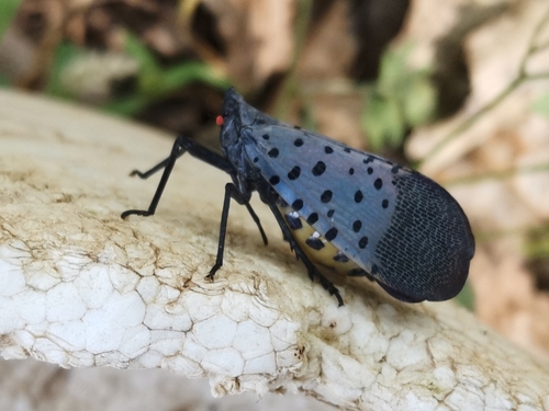 Spotted Lanternfly
