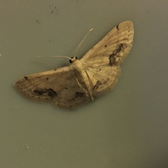Idaea chotaria
