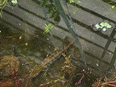 Lissotriton vulgaris
