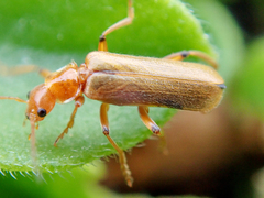 Cantharis cryptica