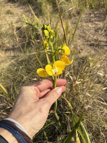 Eulophia speciosa, photograph 2
