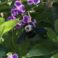 Xylocopa phalothorax