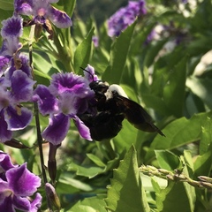 Xylocopa phalothorax