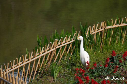 iNaturalist image
