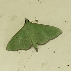 Parotis punctiferalis