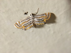 Parapoynx villidalis