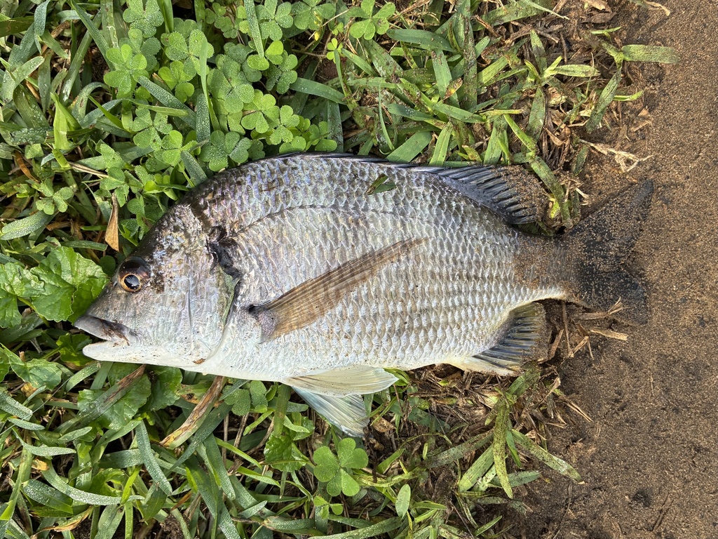 Acanthopagrus vagus