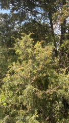 Juniperus