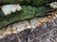 Stereum hirsutum