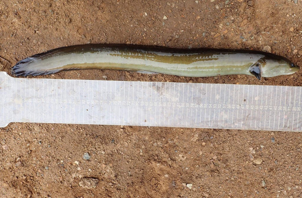 African Longfin Eel
