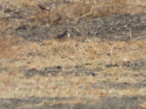 iNaturalist image