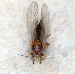 Cacopsylla brunneipennis