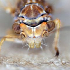 Cacopsylla brunneipennis