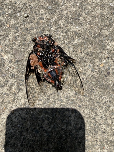 Cryptotympana holsti