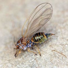 Cacopsylla brunneipennis