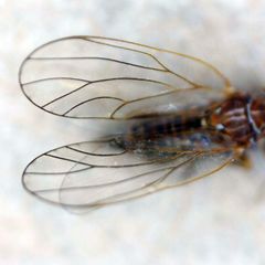 Cacopsylla brunneipennis