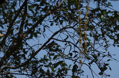 Baeolophus atricristatus