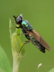 Chloromyia