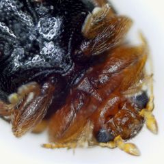 Rhyzobius litura