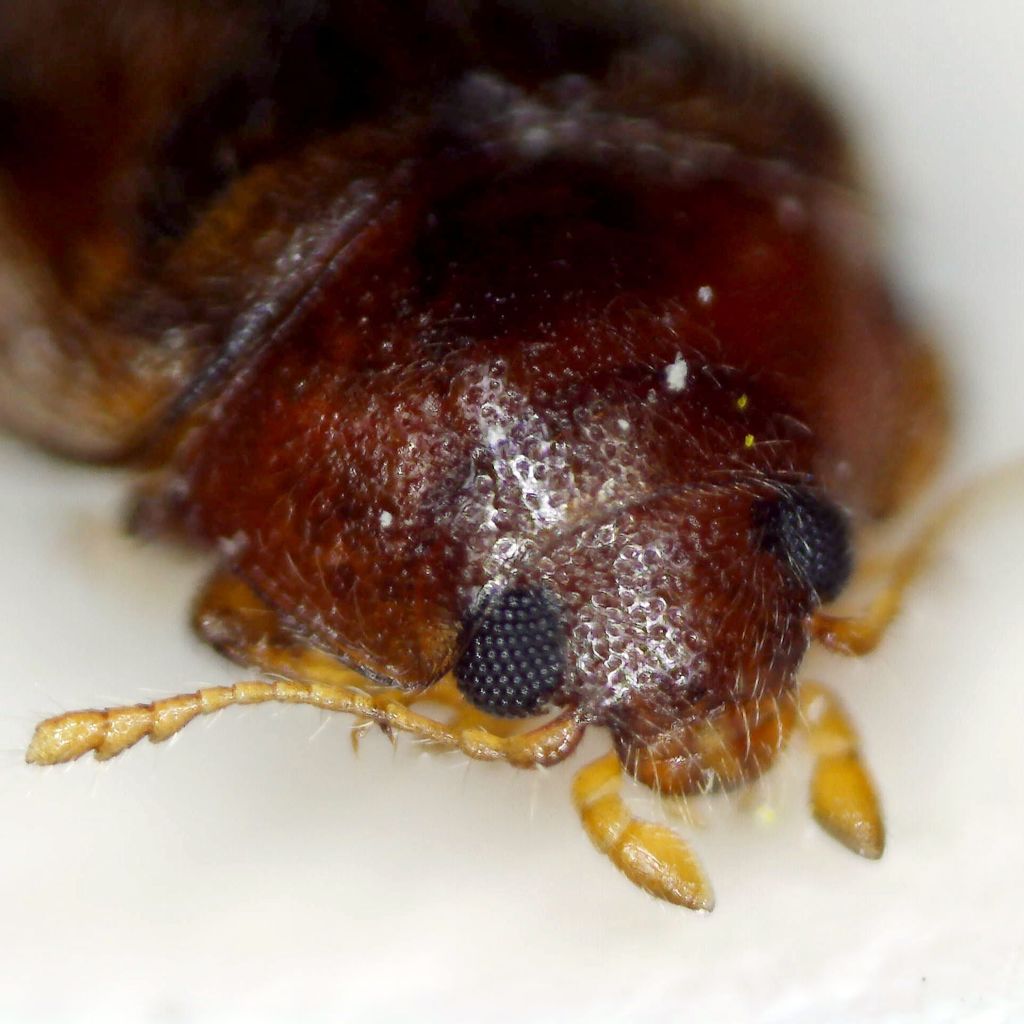 Pointed-keeled Rhyzobius
