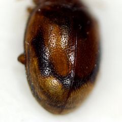 Rhyzobius litura