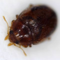 Rhyzobius litura