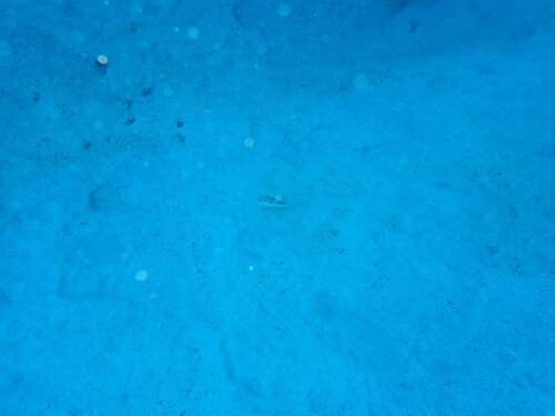 Canthigaster cyanospilota observed 2026-07-22