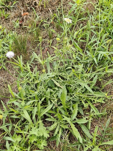 Field Scabious