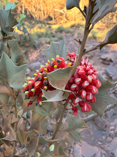 Wickham's Grevillea