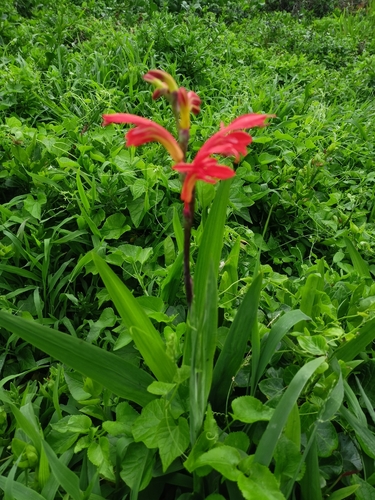 Chasmanthe aethiopica