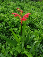 Chasmanthe aethiopica