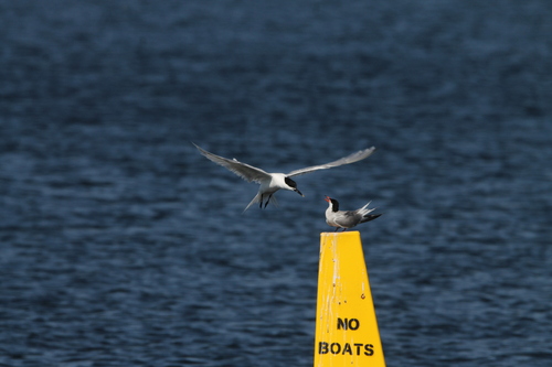 iNaturalist: (c) killerrexy1, some rights reserved (CC BY-NC), uploaded by killerrexy1 iNaturalist image
