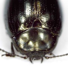Phaedon tumidulus
