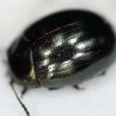 Phaedon tumidulus
