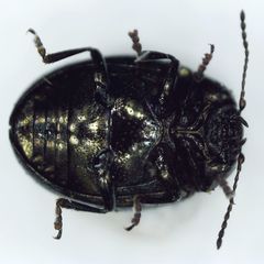 Phaedon tumidulus