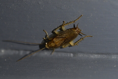 Parellipsidion latipenne