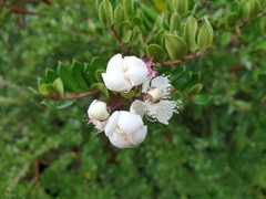 Luma